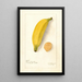 Reproductie van het schilderij Musa Platano Morado - Deborah Griscom Passmore