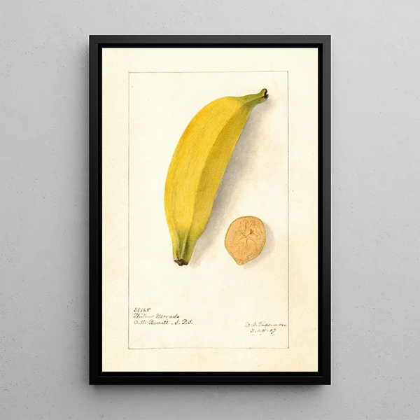 Reproductie van het schilderij Musa Platano Morado - Deborah Griscom Passmore