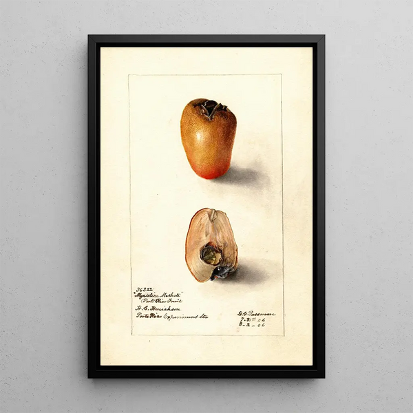 Reproductie van het schilderij Myristica fragrans - Deborah Griscom Passmore
