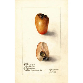 Deborah Griscom Passmore - Myristica fragrans.webp