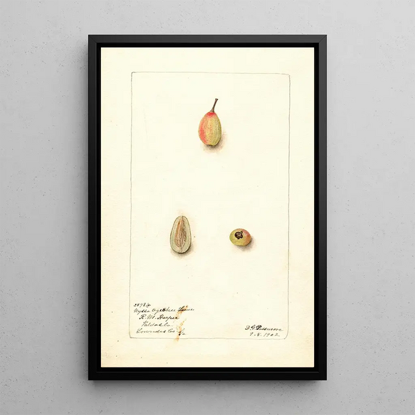 Nyssa ogeche - Deborah Griscom Passmore — ingelijst kunstwerk aan de muur