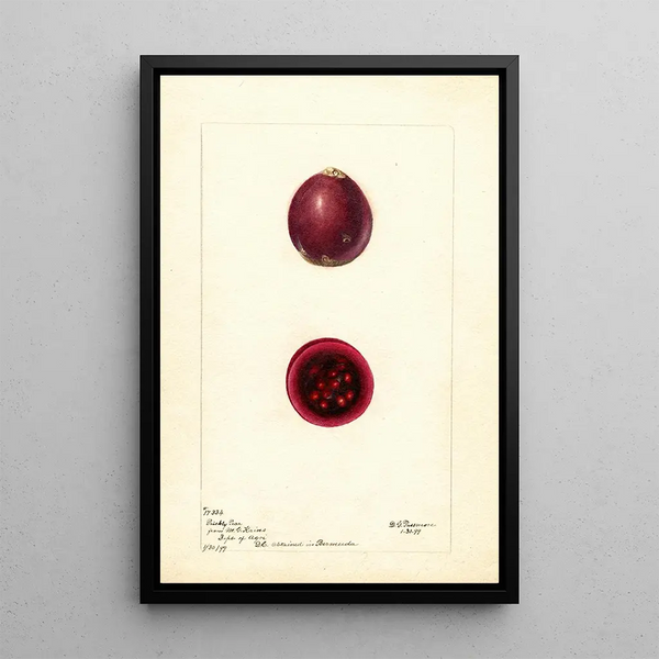 Opuntia Figue de Barbarie - Deborah Griscom Passmore — ingelijst kunstwerk aan de muur