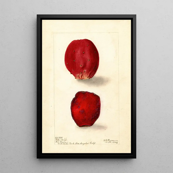 Reproductie van het schilderij Opuntia Roze Vijg van Barbary - Deborah Griscom Passmore