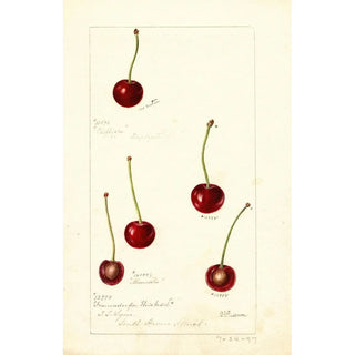 Deborah Griscom Passmore - Prunus avium.webp