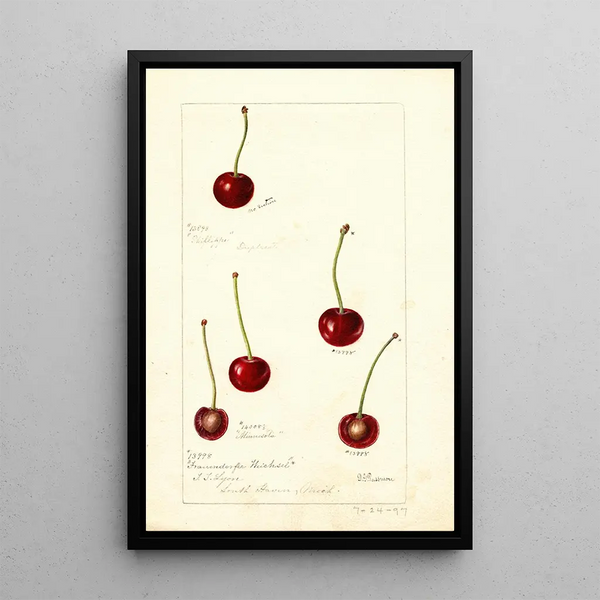 Prunus avium - Deborah Griscom Passmore — ingelijst kunstwerk aan de muur