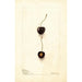Prunus avium Early Purple - Deborah Griscom Passmore — weergave van het kunstwerk