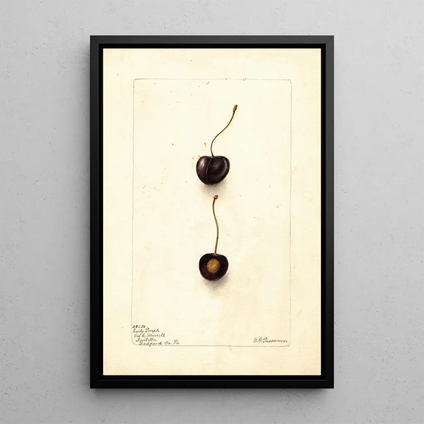 Prunus avium Early Purple - Deborah Griscom Passmore — ingelijst kunstwerk aan de muur