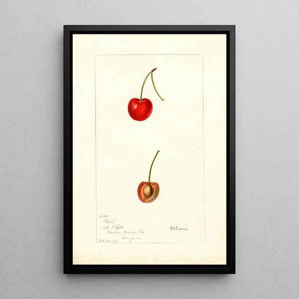 Reproductie van het schilderij Prunus avium Geer - Deborah Griscom Passmore