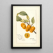 Reproductie van het schilderij Prunus avium Golden Beauty - Deborah Griscom Passmore