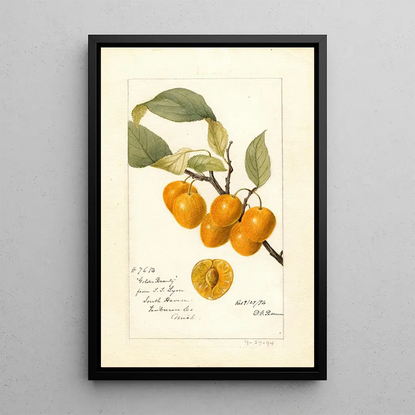 Reproductie van het schilderij Prunus avium Golden Beauty - Deborah Griscom Passmore