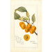 Reproductie van het schilderij Prunus avium Golden Beauty - Deborah Griscom Passmore