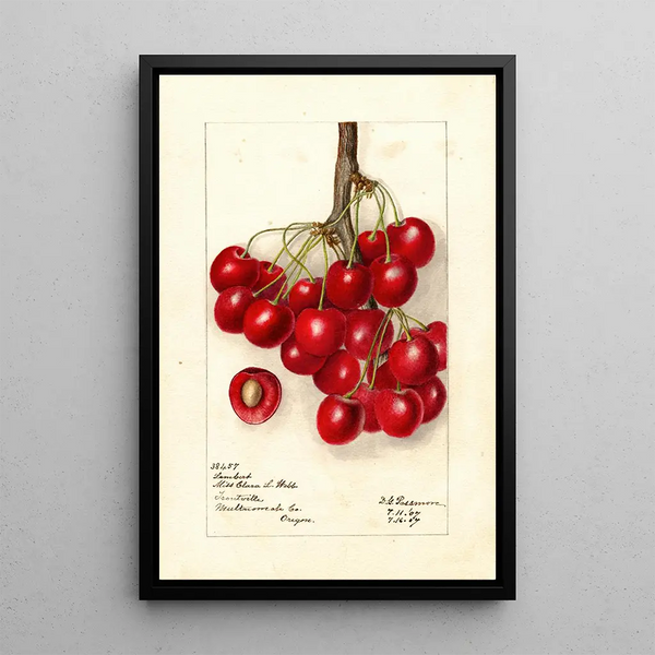 Reproductie van het schilderij Prunus avium Lambert - Deborah Griscom Passmore