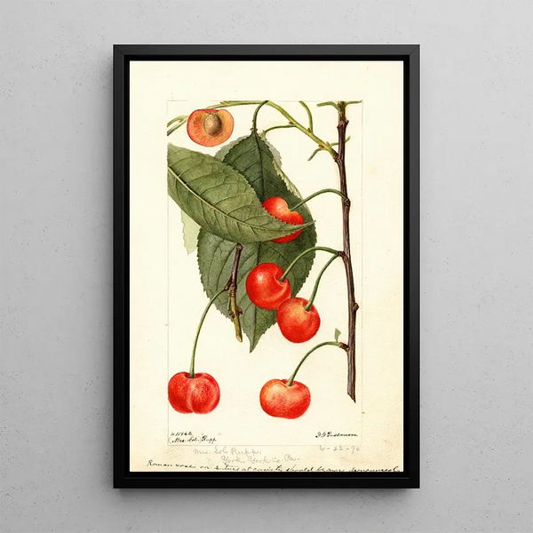 Prunus avium Rupp - Deborah Griscom Passmore — ingelijst kunstwerk aan de muur