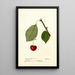 Reproductie van het schilderij Prunus avium Schmidt Bigarreau - Deborah Griscom Passmore