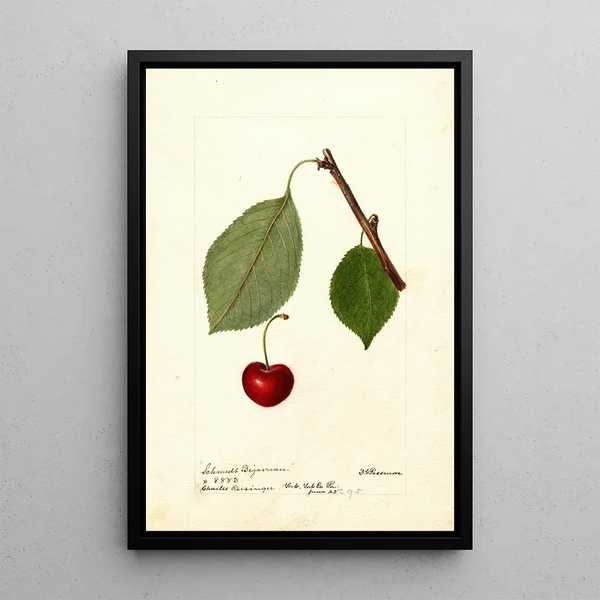 Reproductie van het schilderij Prunus avium Schmidt Bigarreau - Deborah Griscom Passmore