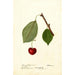 Reproductie van het schilderij Prunus avium Schmidt Bigarreau - Deborah Griscom Passmore