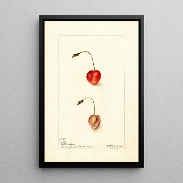 Prunus avium Shelton - Deborah Griscom Passmore — ingelijst kunstwerk aan de muur