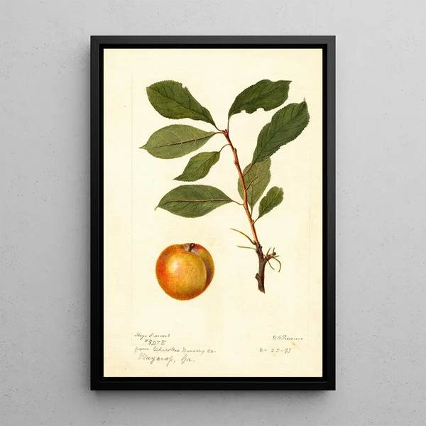 Reproductie van het schilderij Prunus domestica - Deborah Griscom Passmore