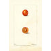 Prunus domestica Eagle - Deborah Griscom Passmore — weergave van het kunstwerk