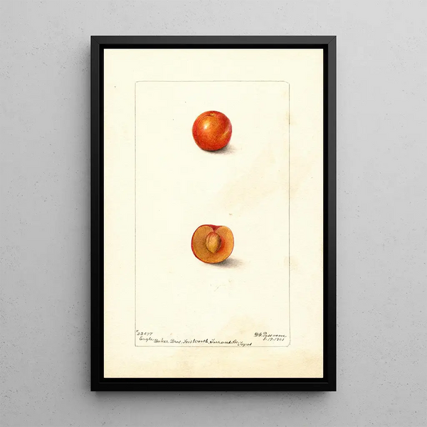 Prunus domestica Eagle - Deborah Griscom Passmore — ingelijst kunstwerk aan de muur