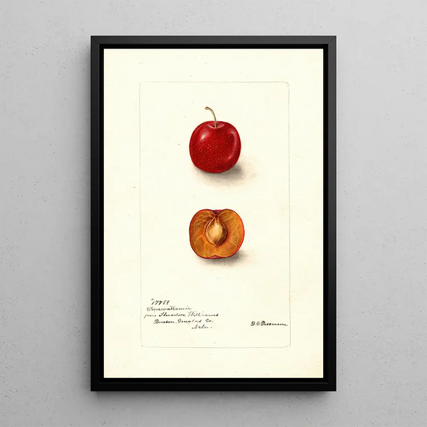 Reproductie van het schilderij Prunus domestica Forewattamie - Deborah Griscom Passmore