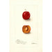 Reproductie van het schilderij Prunus domestica Forewattamie - Deborah Griscom Passmore