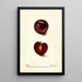Reproductie van het schilderij Prunus domestica Fraud - Deborah Griscom Passmore