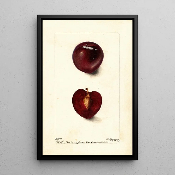 Reproductie van het schilderij Prunus domestica Fraud - Deborah Griscom Passmore