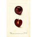 Reproductie van het schilderij Prunus domestica Fraud - Deborah Griscom Passmore