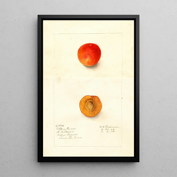 Reproductie van het schilderij Prunus domestica Golden Queen - Deborah Griscom Passmore