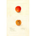 Reproductie van het schilderij Prunus domestica Golden Queen - Deborah Griscom Passmore