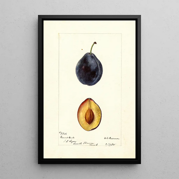 Prunus domestica Grand Duke - Deborah Griscom Passmore — ingelijst kunstwerk aan de muur