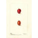 Prunus domestica Heaton - Deborah Griscom Passmore — weergave van het kunstwerk