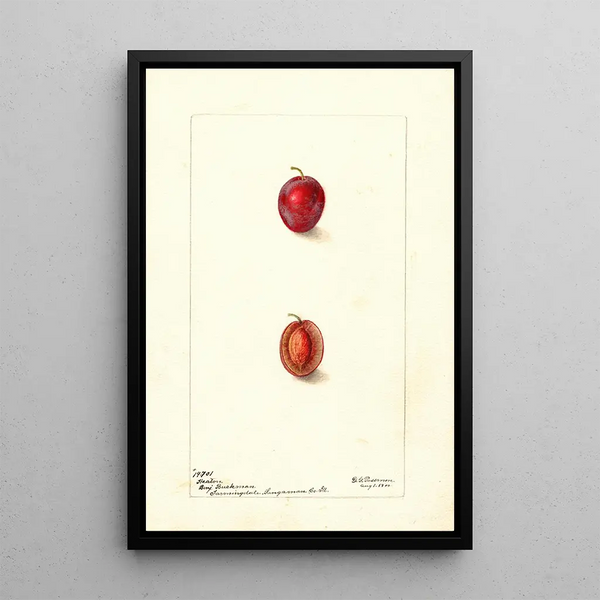 Prunus domestica Heaton - Deborah Griscom Passmore — ingelijst kunstwerk aan de muur