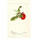 Prunus domestica Lannix - Deborah Griscom Passmore — weergave van het kunstwerk