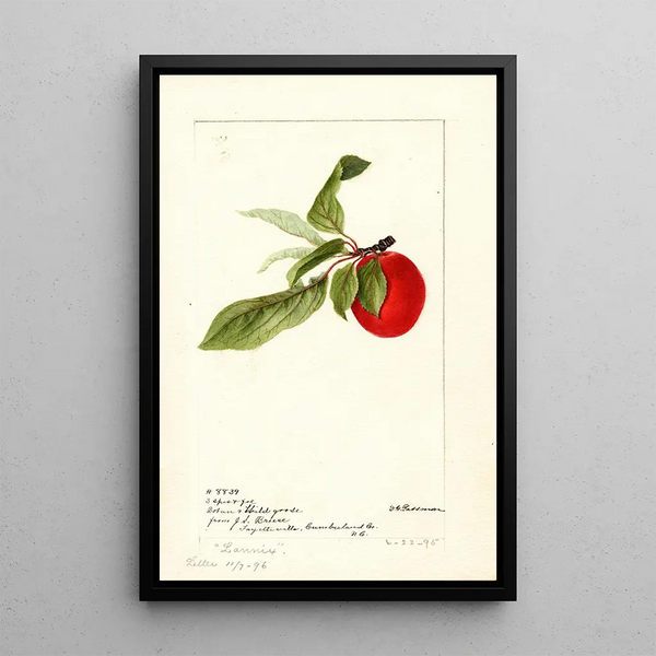 Prunus domestica Lannix - Deborah Griscom Passmore — ingelijst kunstwerk aan de muur