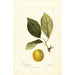 Prunus domestica Madison - Deborah Griscom Passmore — weergave van het kunstwerk