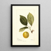 Prunus domestica Madison - Deborah Griscom Passmore — ingelijst kunstwerk aan de muur