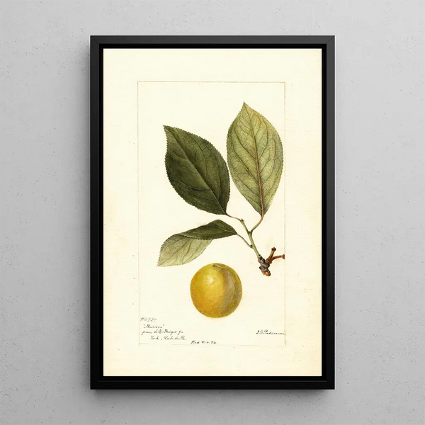 Prunus domestica Madison - Deborah Griscom Passmore — ingelijst kunstwerk aan de muur