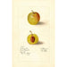 Prunus domestica McLaughlin - Deborah Griscom Passmore — weergave van het kunstwerk