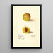 Prunus domestica McLaughlin - Deborah Griscom Passmore — ingelijst kunstwerk aan de muur