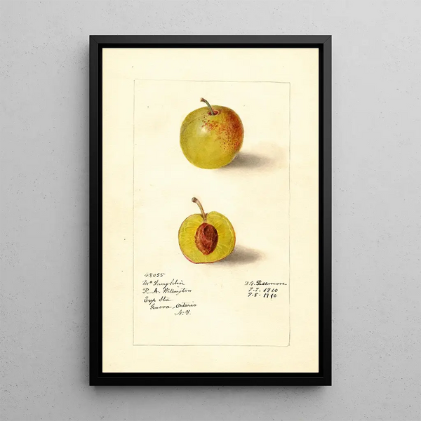 Prunus domestica McLaughlin - Deborah Griscom Passmore — ingelijst kunstwerk aan de muur