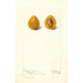 Prunus domestica Moldavka - Deborah Griscom Passmore — weergave van het kunstwerk