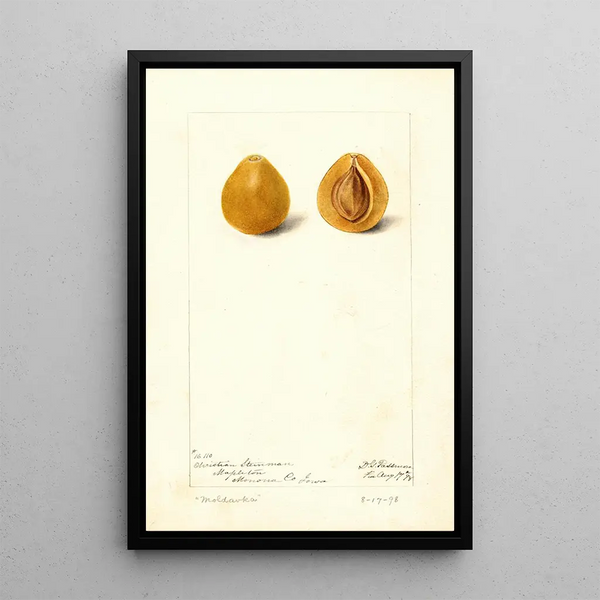 Prunus domestica Moldavka - Deborah Griscom Passmore — ingelijst kunstwerk aan de muur