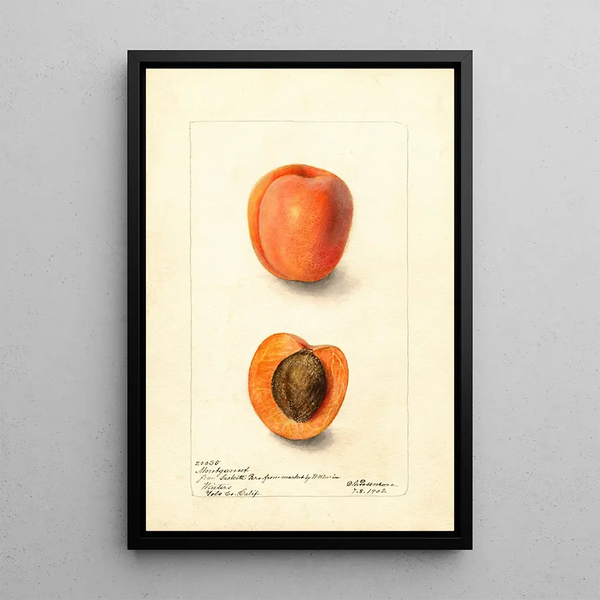 Reproductie van het schilderij Prunus domestica Montgamet - Deborah Griscom Passmore
