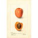 Reproductie van het schilderij Prunus domestica Montgamet - Deborah Griscom Passmore