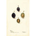 Prunus domestica Mt - Deborah Griscom Passmore — weergave van het kunstwerk