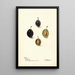 Prunus domestica Mt - Deborah Griscom Passmore — ingelijst kunstwerk aan de muur