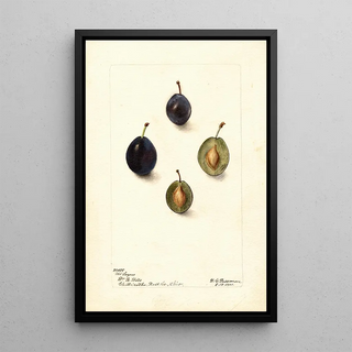 Deborah Griscom Passmore - Prunus domestica Mt.webp