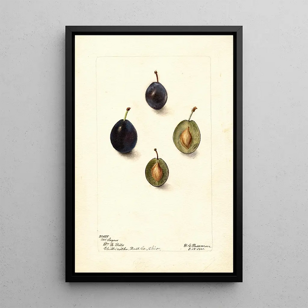 Prunus domestica Mt - Deborah Griscom Passmore — ingelijst kunstwerk aan de muur